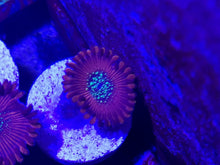 Lade das Bild in den Galerie-Viewer, Zoanthus sp – Zoanthus "Magician"