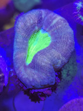 Lade das Bild in den Galerie-Viewer, Lobophyllia