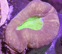 Lade das Bild in den Galerie-Viewer, Lobophyllia