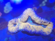 Lade das Bild in den Galerie-Viewer, Lobophyllia Orange/Gold