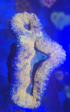 Lade das Bild in den Galerie-Viewer, Lobophyllia Orange/Gold