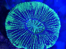 Lade das Bild in den Galerie-Viewer, Trachyphyllia