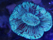 Lade das Bild in den Galerie-Viewer, Trachyphyllia