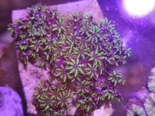 Lade das Bild in den Galerie-Viewer, Sympodium-blaue Weichkoralle