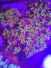 Lade das Bild in den Galerie-Viewer, Sympodium-blaue Weichkoralle