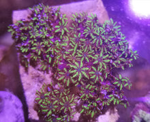 Lade das Bild in den Galerie-Viewer, Sympodium-blaue Weichkoralle