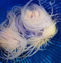 Lade das Bild in den Galerie-Viewer, Cerianthus-filiformis-Filigrane-Zylinderrose-orange