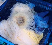 Lade das Bild in den Galerie-Viewer, Cerianthus-filiformis-Filigrane-Zylinderrose-orange