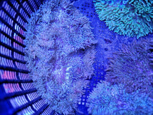 Lade das Bild in den Galerie-Viewer, Heteractis aurora – Perlenanemone