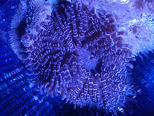 Lade das Bild in den Galerie-Viewer, Heteractis aurora – Perlenanemone