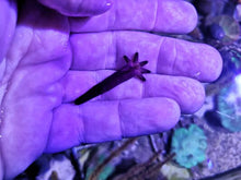 Lade das Bild in den Galerie-Viewer, Lila Seestern Echinaster luzonicus Nachzucht!!!