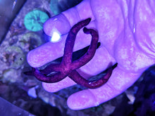 Lade das Bild in den Galerie-Viewer, Lila Seestern Echinaster luzonicus Nachzucht!!!