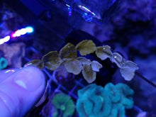 Lade das Bild in den Galerie-Viewer, Halimeda tuna - Pfennigalge