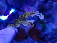 Lade das Bild in den Galerie-Viewer, Halimeda tuna - Pfennigalge