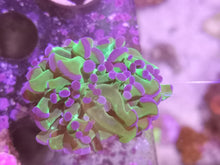 Lade das Bild in den Galerie-Viewer, Euphyllia sp. - Euphyllia mit lila Spitzen