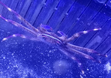 Lade das Bild in den Galerie-Viewer, Percnon Gibbesi Felsenkrabbe