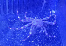 Lade das Bild in den Galerie-Viewer, Percnon Gibbesi Felsenkrabbe