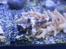 Lade das Bild in den Galerie-Viewer, Synchiropus Ocellatus - Leierfisch schwarz weiss