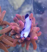 Lade das Bild in den Galerie-Viewer, Amphiprion percula platinum - Platin-Perkla-Clownfisch Paar