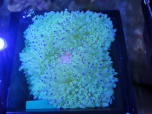 Lade das Bild in den Galerie-Viewer, Heteractis Crispa