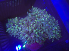 Lade das Bild in den Galerie-Viewer, Entacmaea quadricolor - grün weiss gesprenkelt