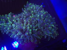 Lade das Bild in den Galerie-Viewer, Entacmaea quadricolor - grün weiss gesprenkelt