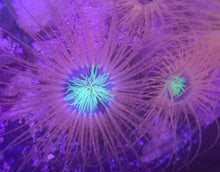 Lade das Bild in den Galerie-Viewer, Zylinderrose orange Grösse M-L