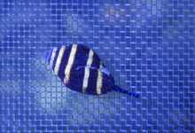 Lade das Bild in den Galerie-Viewer, Engina mendicaria – Hummelschnecke DNZ