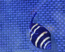 Lade das Bild in den Galerie-Viewer, Engina mendicaria – Hummelschnecke DNZ