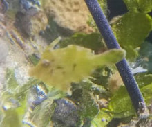 Lade das Bild in den Galerie-Viewer, Acreichthys tomentosus Tangfeilenfisch DNZ