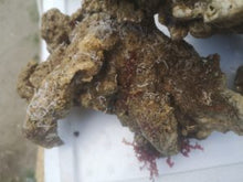 Lade das Bild in den Galerie-Viewer, Lebendgestein pöros und schön bewachsen