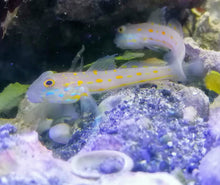 Lade das Bild in den Galerie-Viewer, Valencienna puellaris Maiden Schläfergrundel Paar!!!