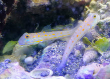 Lade das Bild in den Galerie-Viewer, Valencienna puellaris Maiden Schläfergrundel Paar!!!