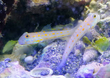 Lade das Bild in den Galerie-Viewer, Valencienna puellaris Maiden Schläfergrundel