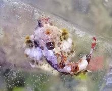 Lade das Bild in den Galerie-Viewer, Synchiropus Ocellatus - Leierfisch schwarz weiss