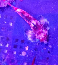 Lade das Bild in den Galerie-Viewer, Synchiropus stellatus/marmoratus – Stern-Mandarinfisch/Leierfisch Paar