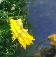 Lade das Bild in den Galerie-Viewer, Colochirus robustus