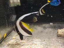 Lade das Bild in den Galerie-Viewer, Heniochus acuminatus - Rotmeer-Wimpelfisch