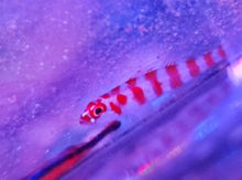 Lade das Bild in den Galerie-Viewer, Trimma cana Zuckerstangen-Grundel