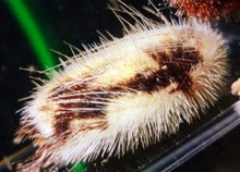 Lade das Bild in den Galerie-Viewer, Maretia planulata - Irregulärer Herzseeigel