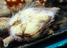 Lade das Bild in den Galerie-Viewer, Maretia planulata - Irregulärer Herzseeigel