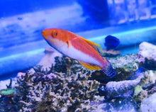 Lade das Bild in den Galerie-Viewer, Cirrhilabrus filamentosus Wimpel Zwerglippfisch RAR