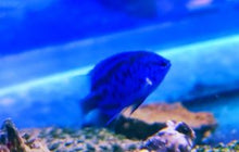 Lade das Bild in den Galerie-Viewer, Chrysiptera cyanea Saphir-Demoiselle