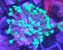 Lade das Bild in den Galerie-Viewer, Euphyllia glabrescens – Bicolor Fackelkoralle