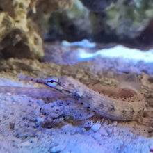 Lade das Bild in den Galerie-Viewer, Corythoichthys intestinalis - Drachenkopf-Seenadel