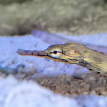 Lade das Bild in den Galerie-Viewer, Corythoichthys intestinalis - Drachenkopf-Seenadel