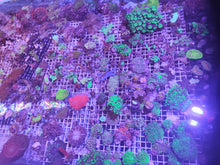 Lade das Bild in den Galerie-Viewer, Gratis Ableger zu jeder Bestellung!!!