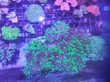 Lade das Bild in den Galerie-Viewer, Gratis Ableger zu jeder Bestellung!!!