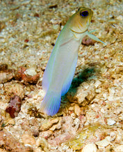 Lade das Bild in den Galerie-Viewer, Opistognathus aurifrons