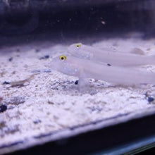 Lade das Bild in den Galerie-Viewer, Valenciennea sexguttata – Sechsstreifen-Baggergrundel